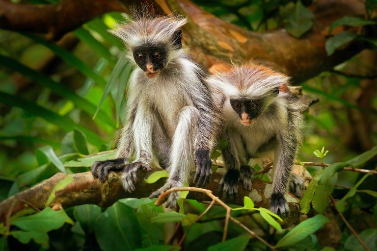 Spice Farm & Jozani Forest Tour Combination
