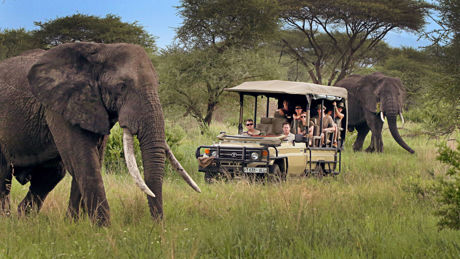 Safari 2