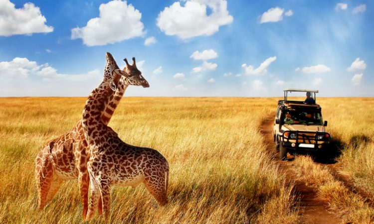 Safari 3